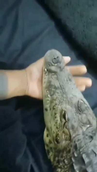 BeelcitosMemes - Video #5761