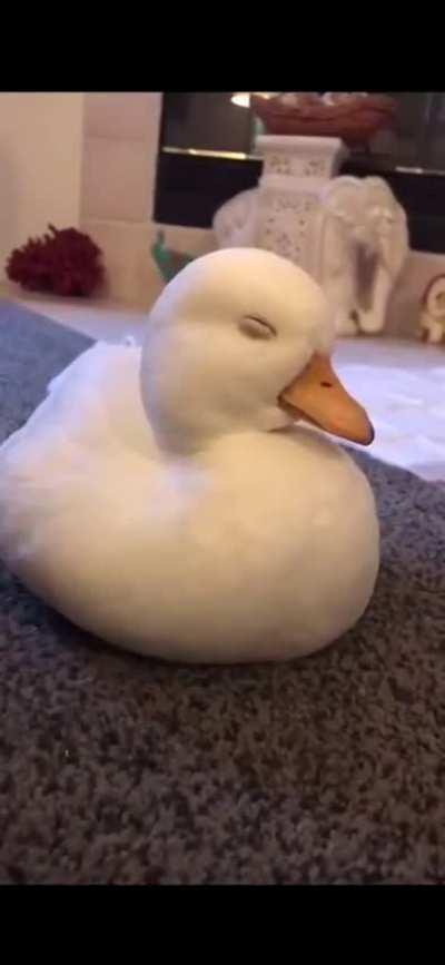 A Nap Sounds Good About Now