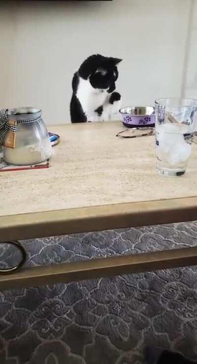 She's Confused by the Ice Cube in Her Water Dish