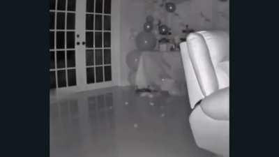 Cat causes abrupt chaos