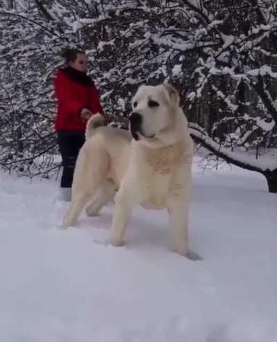 Just taking her Polar bear out for a nice walk