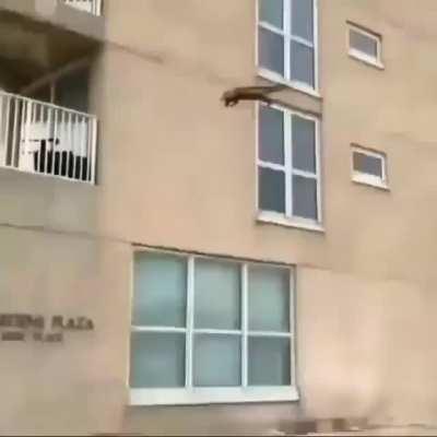 Cat stunts a massive fall