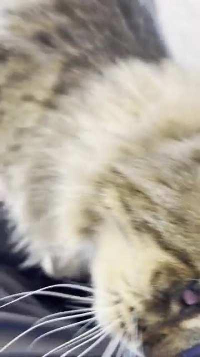 A cat I often see while out delivering. Want to take him home, tho.