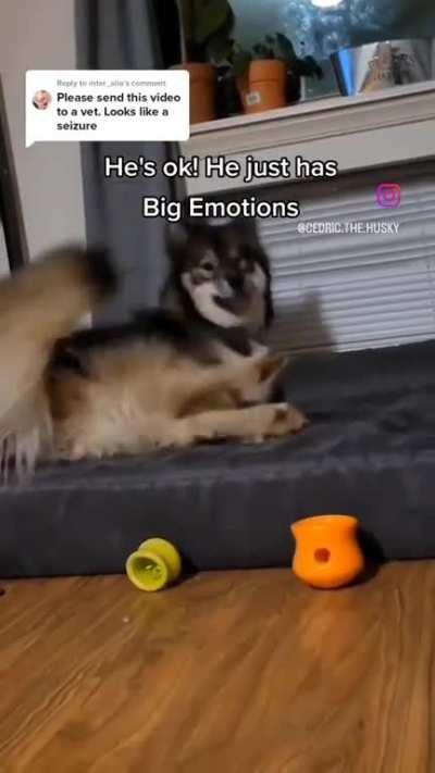 Vet confirmed: it's just a husky thing 😂