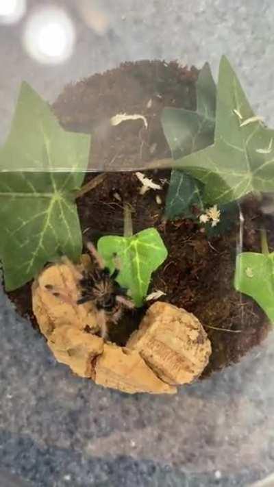 GBB [Green Bottle Blue] webbing new enclosure.