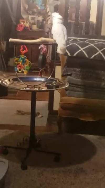 It's pretty bad when your bird can stay on beat better than you