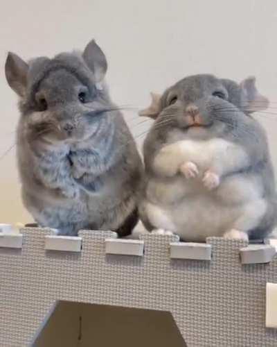 sIcK FucK fiLmS aS a rOdEnT mOuRNs oN ItS mUrdErEd wIfE's EmBalMeD CoUrPsE