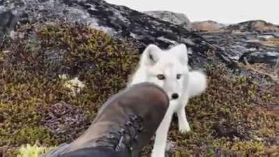 photographer encounters a wild arctic fox
