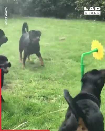Rottweilers versus crazy daisy
