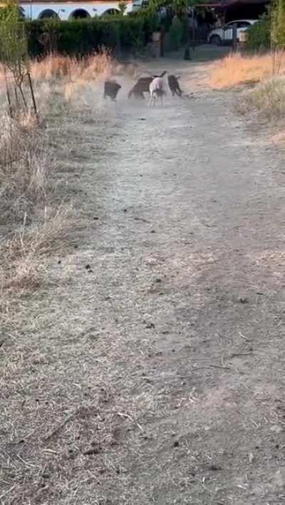 Good Boys ... very good