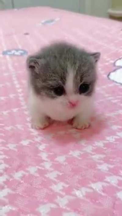 Cute kitten (his ears tremble) still very cute. I believe his family is very proud.