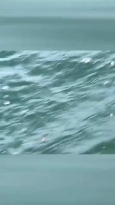 WCGW sailing in Whales feeding area
