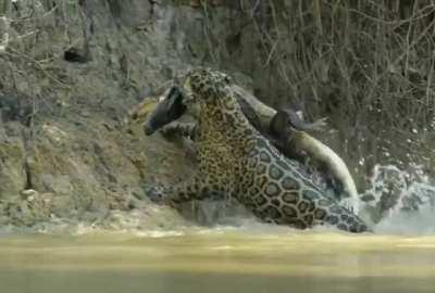 Jaguar yeeting a caiman out of the water