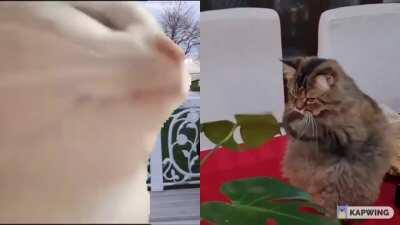 My friend caught his cat using a leaf as a bongo so It took the liberty of adding the vibing cat to the video.