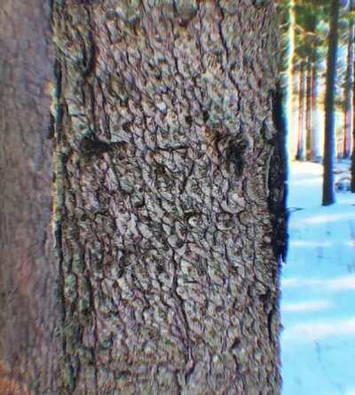 Dude, This Tree Is Staring back At Me (Seeing Eyes and Faces on Psychedelics)