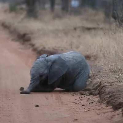 Derpy little elephant trying to stand up