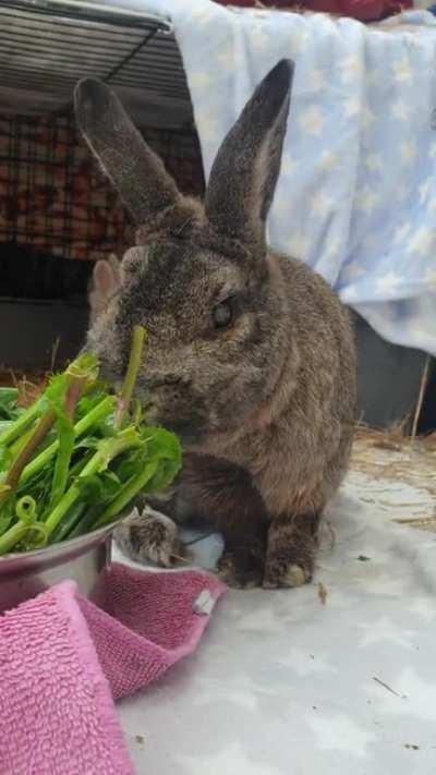 Our resident quality assurance expert checking the dandelions are fresh and tasty before drying
