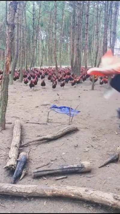 Never chicken out when war is near