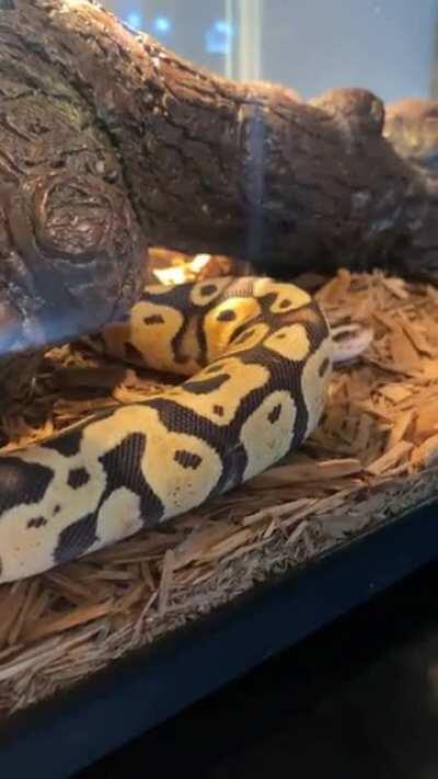 Should my snake sound like this?