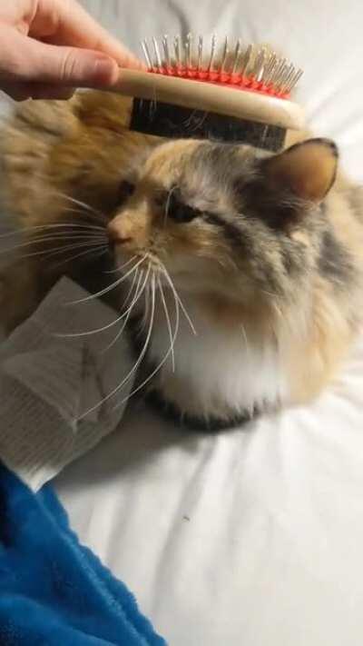 Lullabye thought she didn't like being brushed but it turned out okay! 😺