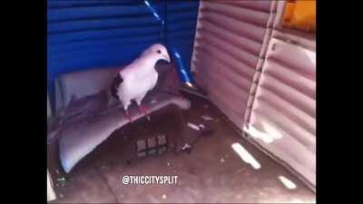 Da police are afta me