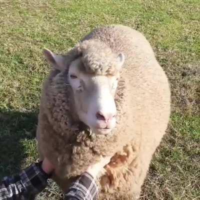 Happy rare (woolly) pupper scritches
