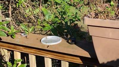 My social yellow jackets when I put out sugar water for them. They know me and come buzzing over, waiting impatiently for me to finish filling their containers. No one has ever been stung.