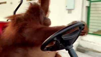 Orangutan driving around the zoo
