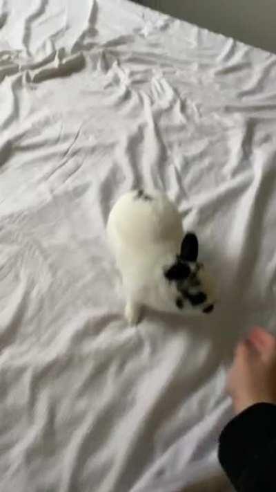 This is how we play every morning and night