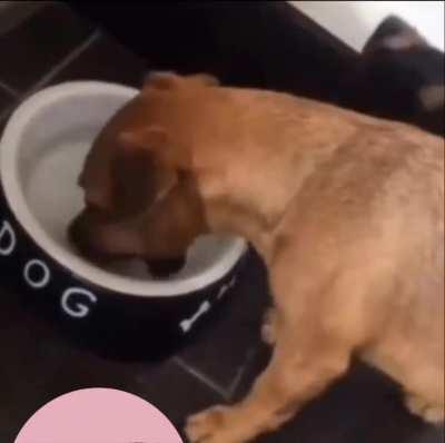 A hungry dog will eat anything it sees.