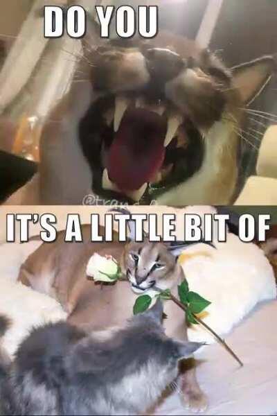 variations on a flop