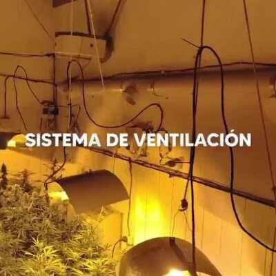 El video donde Berni anuncia la detención de 'Cara de Cannabis'