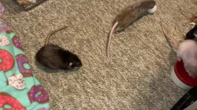 My sweet pet rats Crumb and Cracker are learning to put a ball into a cup!