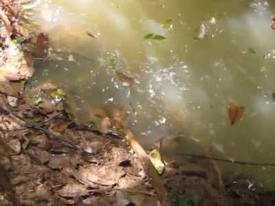guy pokes andaconda with a stick