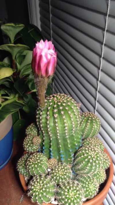My Easter Lilly Cactus gave me an awesome present on my birthday today! 🎉🎁