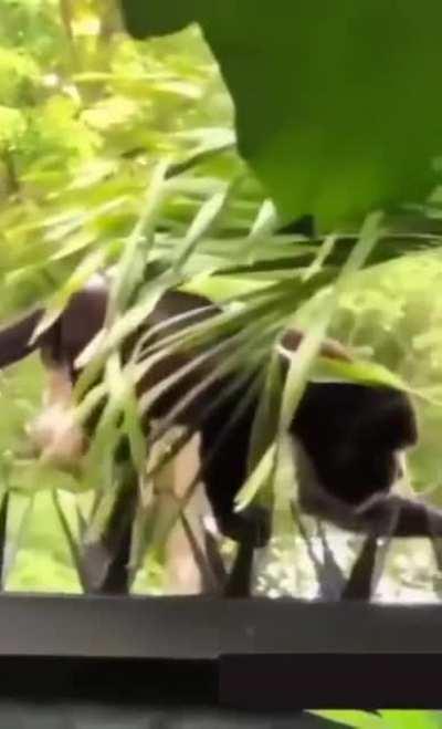 Стальные яйца