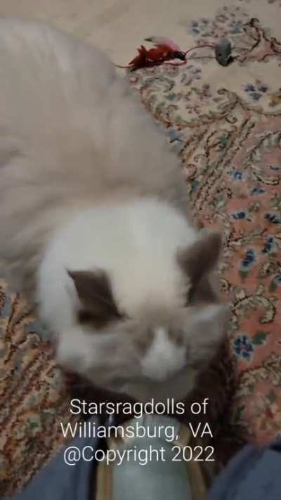 Someone wants to drink from a faucet... the begging process...🤣