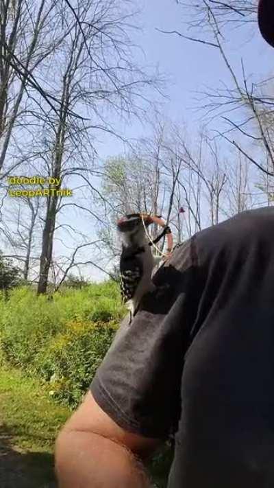 A Random encounter with Random woodpecker that is Randomly frustrated