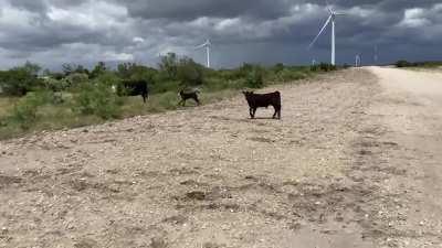 They put on a brave face every time I drive by.