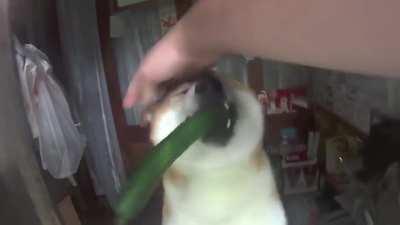 Doge Store Clerk (Shiba)--Shiba Inu In Tokyo.