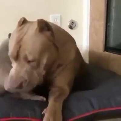 Puppy playing with a very tolerant Mama