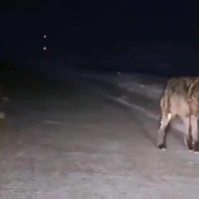 🔥 This giant wolf