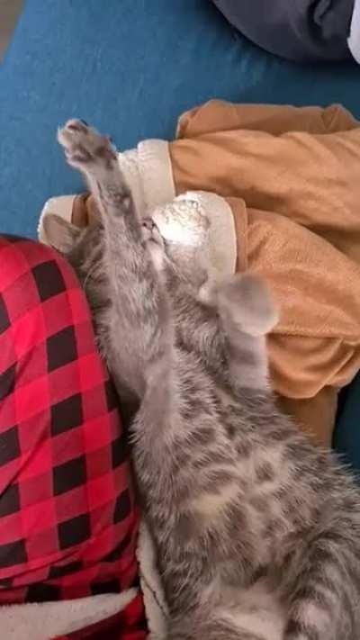 He is constantly kneading,while eating,while walking,while sleeping, even when you turn him upside down,nope, doesn't stop.