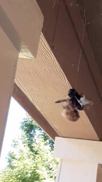 Feeding a giant horse fly to one of the 