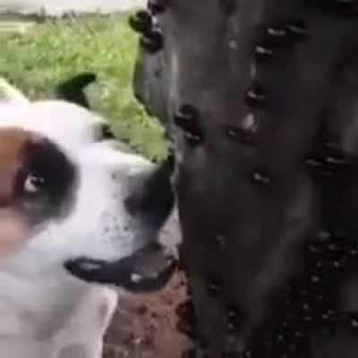 Apenas um doguinho comendo jabuticabas 😍😍😍