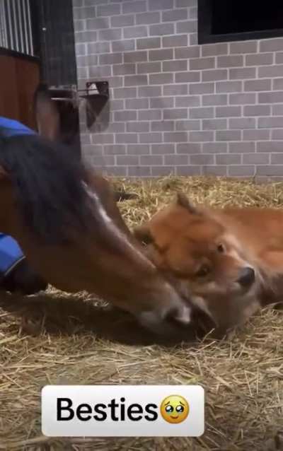 Dogs and their horses. The song is one of my favorites.