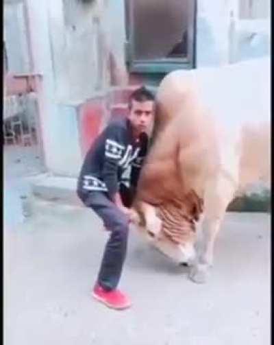 Never play with an animal's horns