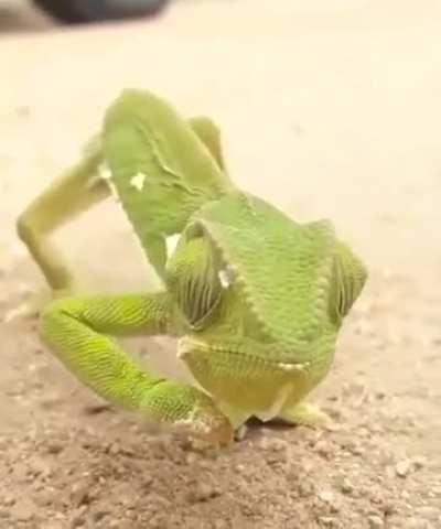 🔥 The chameleon's eyes rotate independently of each other, so that it is able to look in two different directions at once.