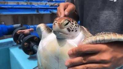 Turtle polish of a baby turtle who turned 2 this summer (from the Ogasara Marine Center)
