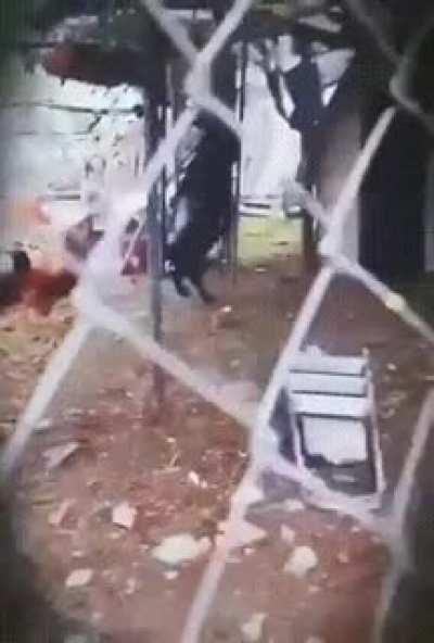 A black goat imitating humans by walking on hind legs to lead a chicken back into its coop. The entire setting of the scene is creepy, for example the shooting through the fences, and the black halo around the video border. Xpost from r/weird